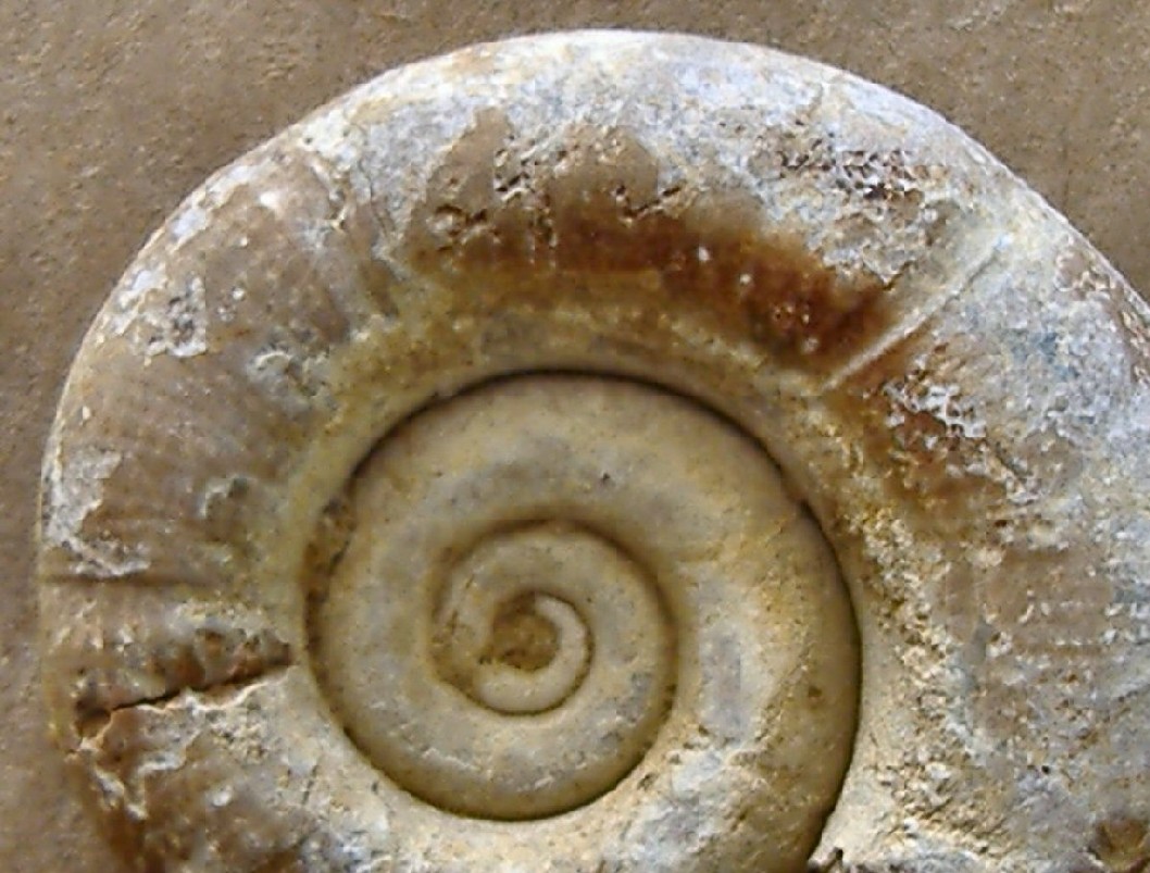 AMMONITE 4